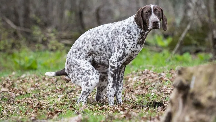 german shorthaired pointer having a poop in the woods