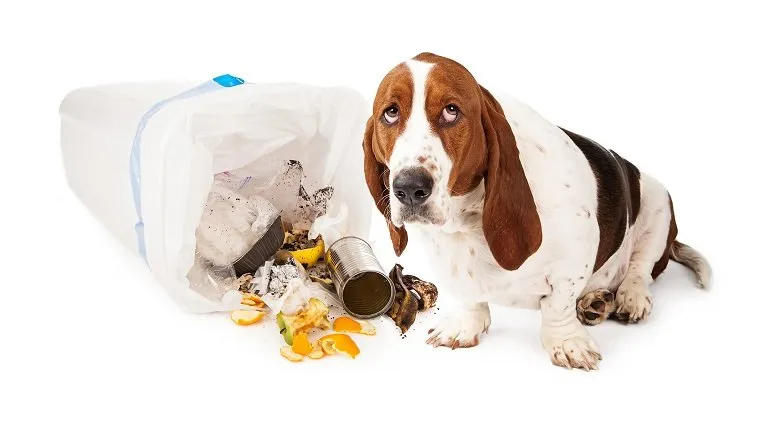 Basset Hound dog looking up with a guilty expression while sitting next to a tipped over garbage can