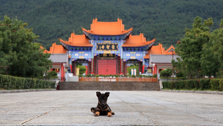 A small dog lies in front of a pagoda building in China.