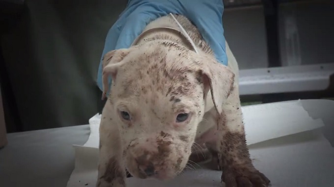 A dirty Pit Bull puppy sits on an exam table while a vet holds him.