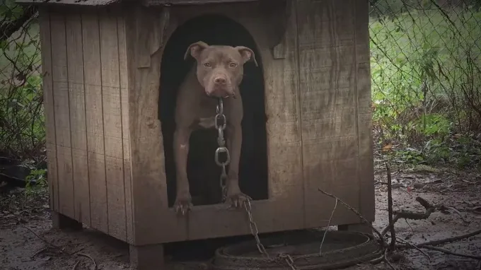 A brown Pit Bull stands in a muddy outdoor dog house with a large metal chain around its neck.