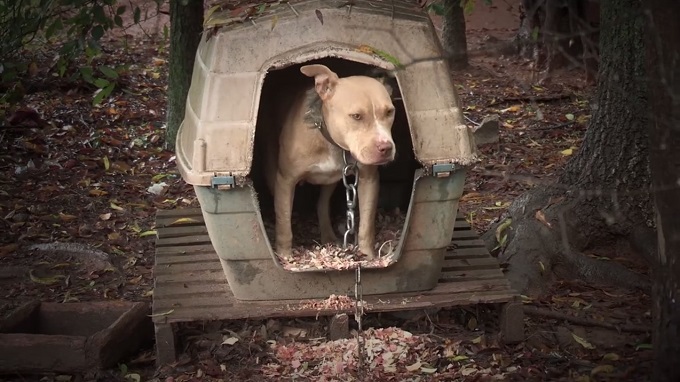 A Pit Bull with a large metal chain around its neck stands in a travel crate that has been made into an outdoor shelter.