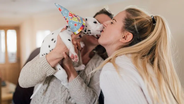 An attractive young woman smiles as she holds a dalmatian puppy in her arms as it licks her face. The woman is wearing a party hat.