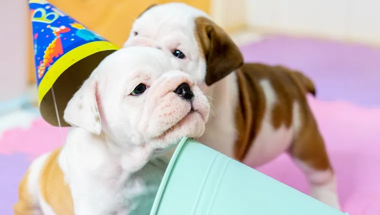 Puppy Shower Games To Celebrate Your New Furry Family Member - DogTime