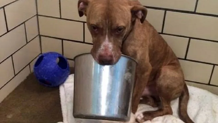Slim the brown Pit Bull sits on a towel with a large metal bucket in his mouth.
