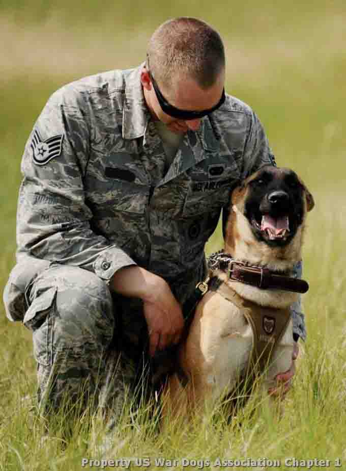 vetertans-day-military-dogs-1