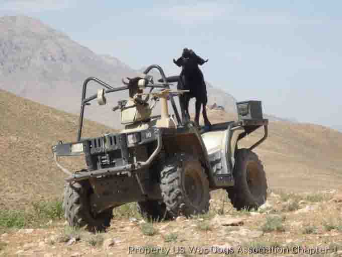vetertans-day-military-dogs-2