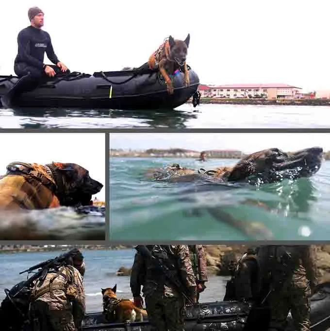vetertans-day-military-dogs-4