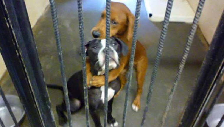 Kala, a Hound mix, hugs Kiera, a Boxer mix behind the bars of a shelter enclosure.