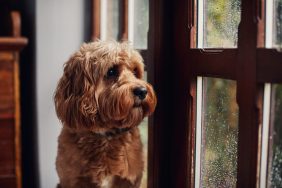 dog with separation anxiety looking out window