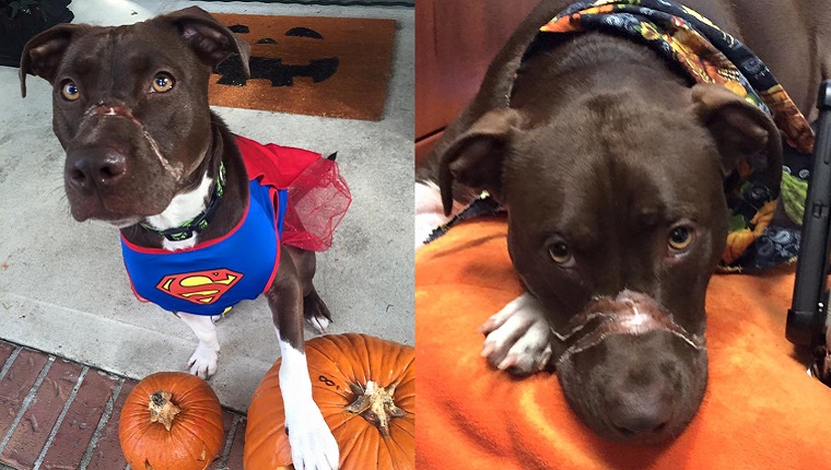 A brown and white Pit Bull Terrier with scars on her muzzle stands with a Superman outfit on the left and lies on a blanket on the right.
