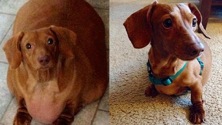 On the left is a photo of an impossibly large Dachshund who can barely move because of his size. On the right is a photo of the same Dachshund at a normal, healthy weight.