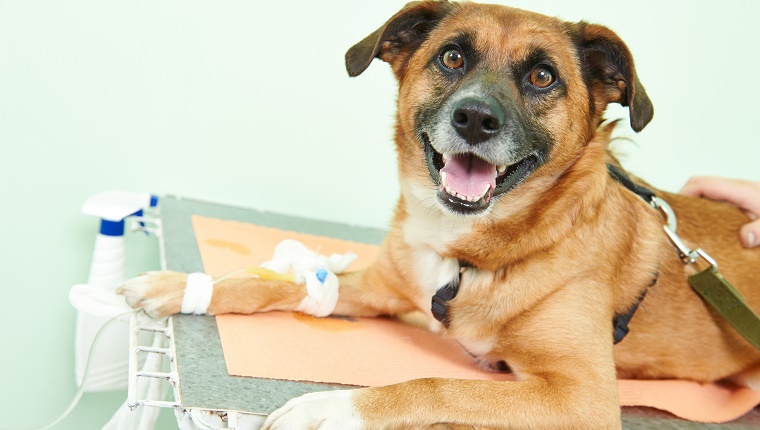 A happy looking dog lies on a medical table with bandages on his front leg.