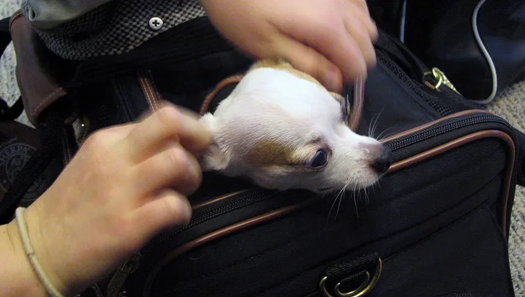 A small Chihuahua pokes his head out of a carrying case at an airport.