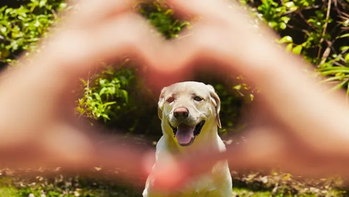 hands making heart shape around dogs face