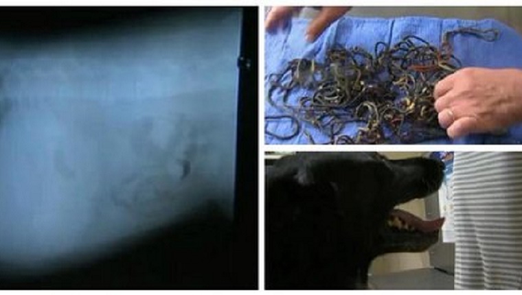 On the left is an x-ray of a dog's stomach. On the right is a picture of all the items removed from the dog's stomach. Below that is a picture of Tiki the black lab.