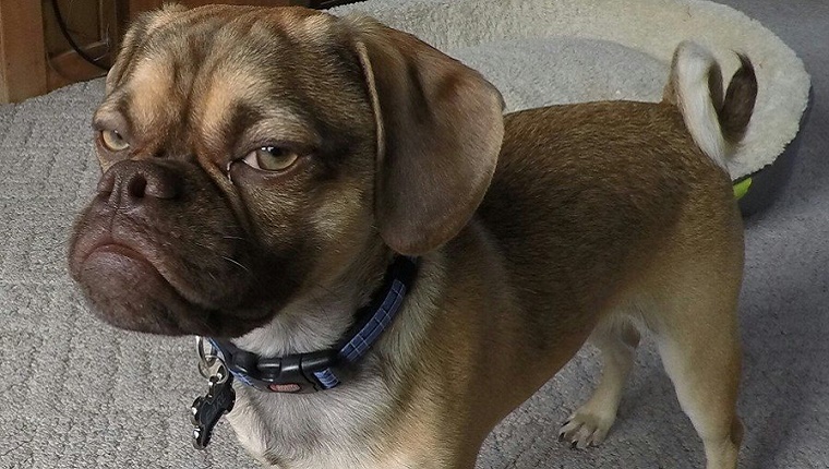 A Puggle puppy has a grumpy expression on his face.