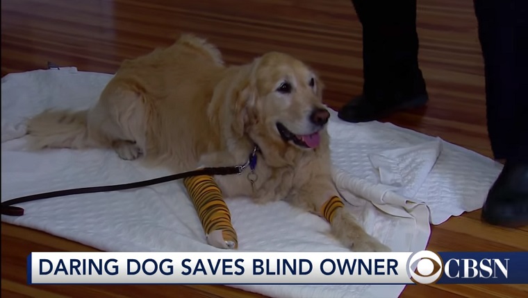 Figo the Golden Retriever lies on a blanket with both front legs in bandages.