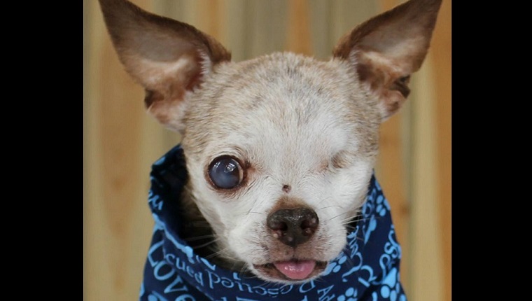 Harley the one-eyed Chihuahua stands in front of a wood grain background with a blue blanket wrapped around his neck.