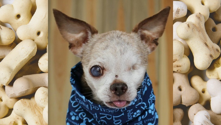 Harley the one-eyed Chihuahua sits with a blue scarf around his neck.