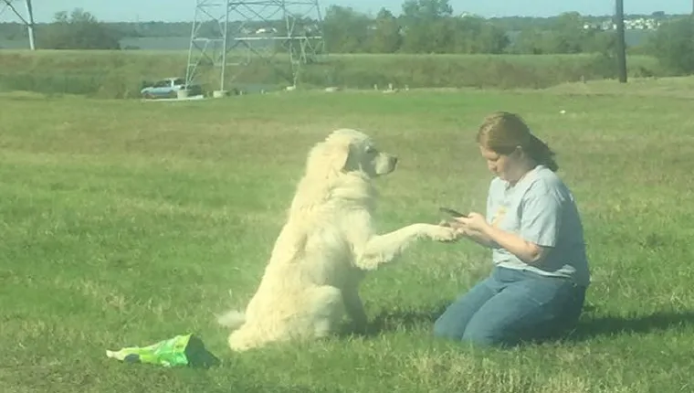 A large white dog holds his paw up for an animal advocate in the grass next to the road.