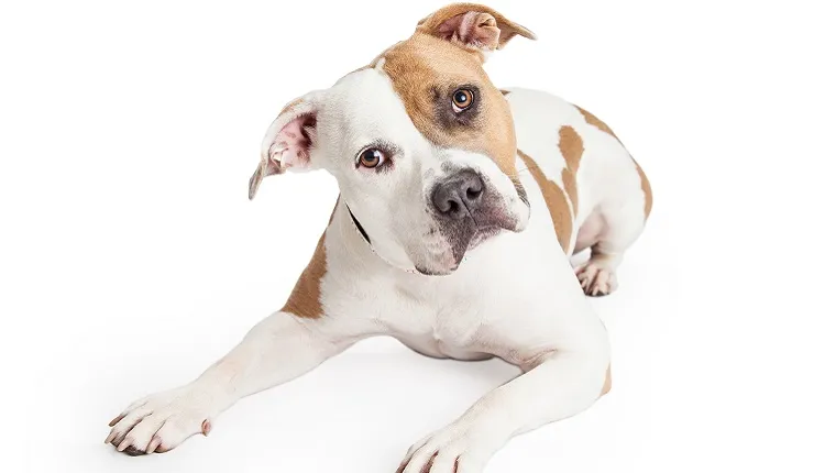 A white Pit Bull with brown markings tilts his head in front of a white background.