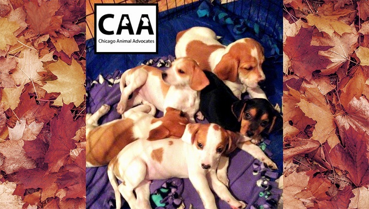 Five Beagle puppies sit on a blanket together.