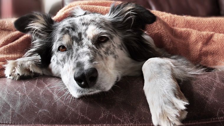 A dog with grey and black spots lies on a sofa underneath a blanket.
