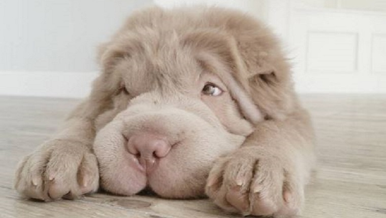 Tonkey the Shar Pei puppy lies down with her head between her paws.