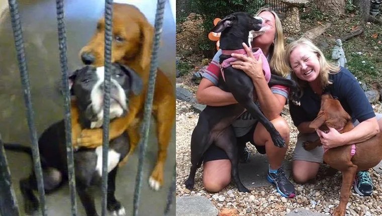 On the left, a pair of dogs hug each other behind the bars of a shelter. On the left, the dogs are held by the two ladies who adopted them.