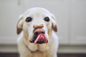 A dog balancing a dog treat on nose.