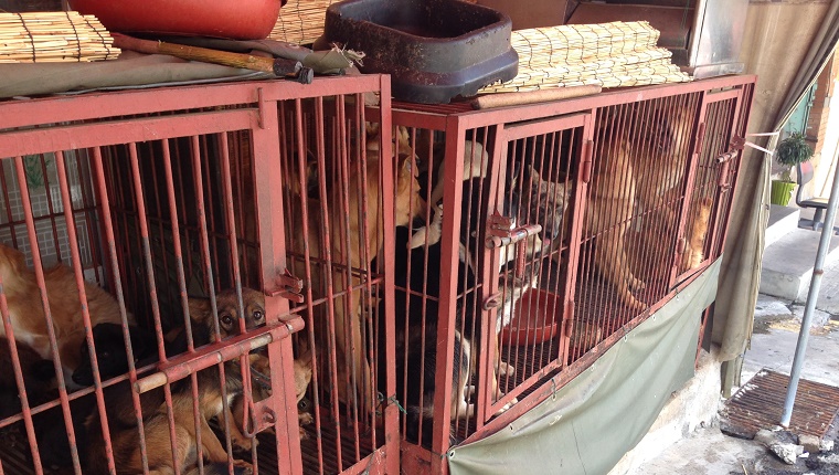 Several dogs are packed together in small cages.