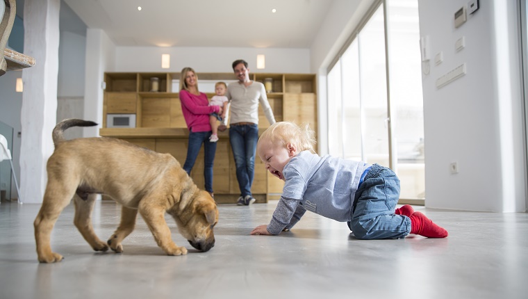 A toddler crawls on a kitchen floor next to a dog. His family is watching in the background.