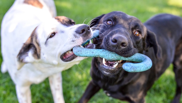 Dog breeds friendly with other dogs clearance