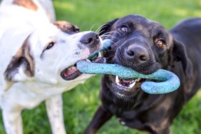 Mixed breed puppy and black labrador retriever playing with a tug of war toy together outdoors