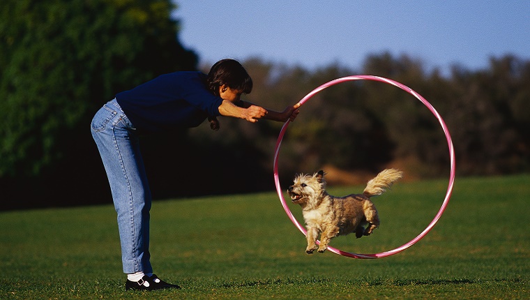 A small dog jumps through a hoola hoop as his owner holds out a treat.
