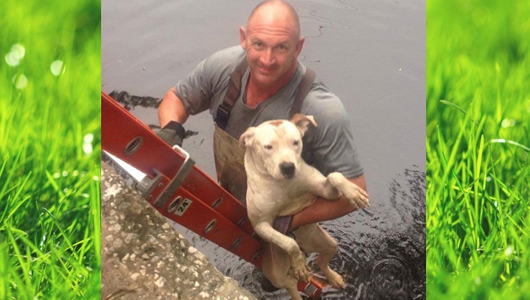 A worker climbs a ladder out of the river with the Pit Bull tucked under his arm.
