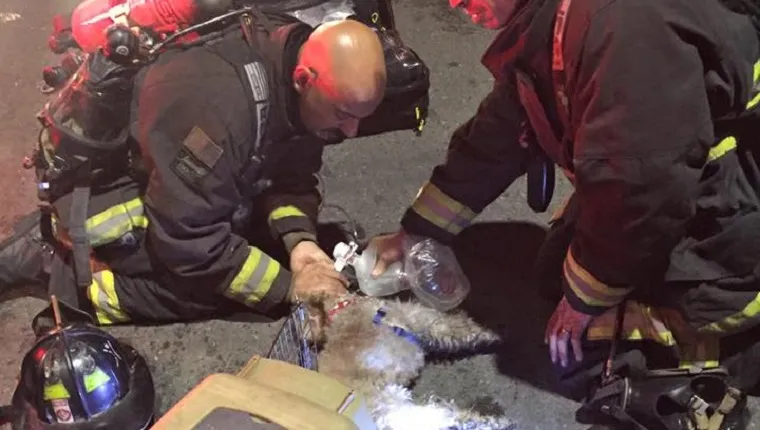 Two firefighters apply a breathing apparatus to the unconscious dog.