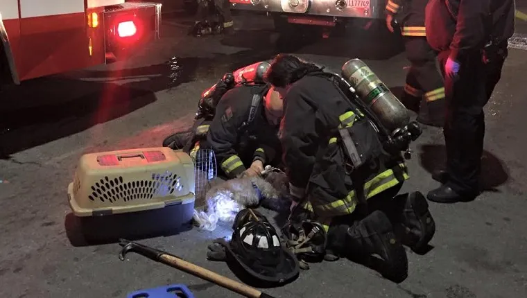 Two firefighters kneel next to an unconscious dog on the pavement in front of firetrucks.