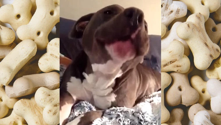 Songs dogs react to 2025