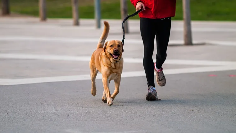 A happy brown dog walks next to his owner who wears a jogging suit.