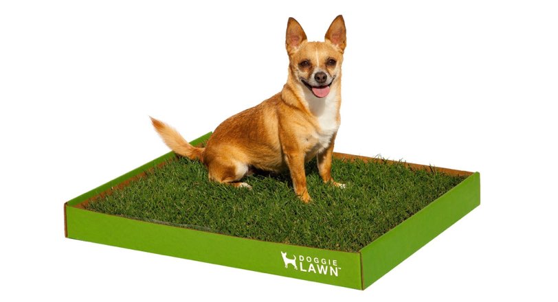 doggie-lawn-christmas-gift-dog