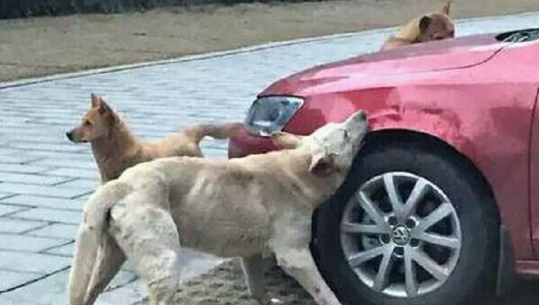 A pack of dogs surround the front of the car and bite at it.