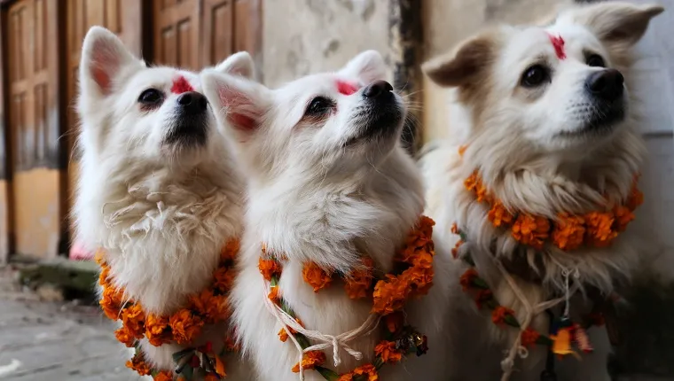 Three white dogs have red painted spots on their foreheads and wreaths of flowers on their necks for the festival.