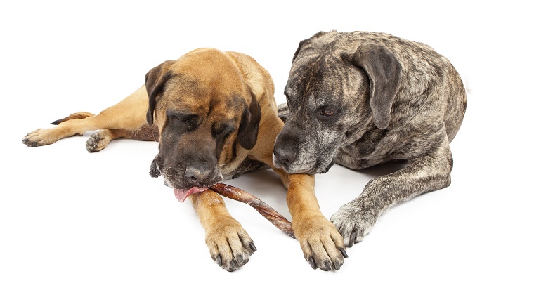 Two Mastiff share a dog treat.