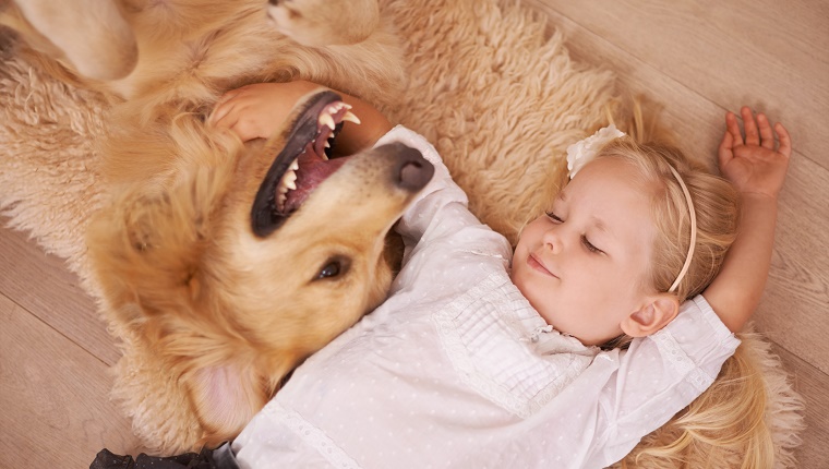 A little girl lies on the floor with her arm around a smiling Golden Retriever.