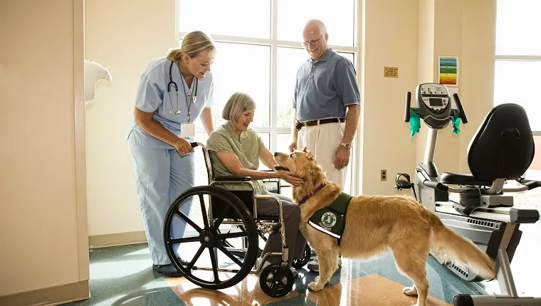 A Golden Retriever therapy dog visits a woman in a wheelchair at the hospital.