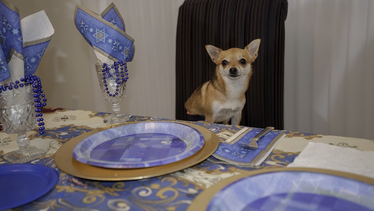 Chihuahua sitting at a jewish holiday table