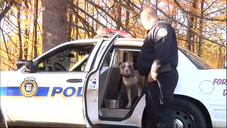 Kiah sits in a police car as her trainer pets her on the ear.