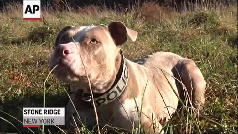 A brown Pit Bull lies in the grass with a Police collar around her neck.